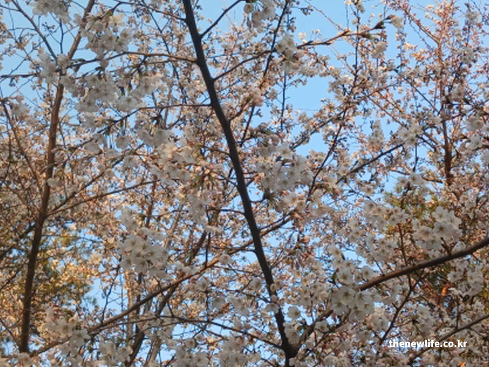 2026년 여의도 벚꽃 축제 주요 행사 안내 사진