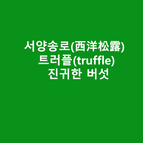 트러플 - 진귀한 버섯