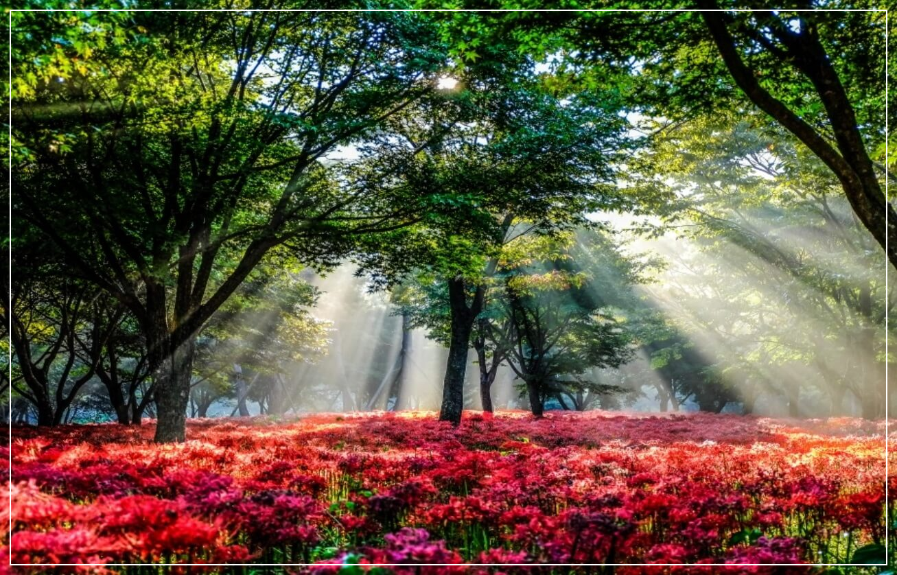 영광 가볼만한곳 베스트10 불갑산 상사화공원 & 축제