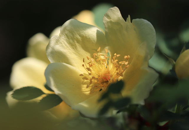 2025 울산대공원 장미축제