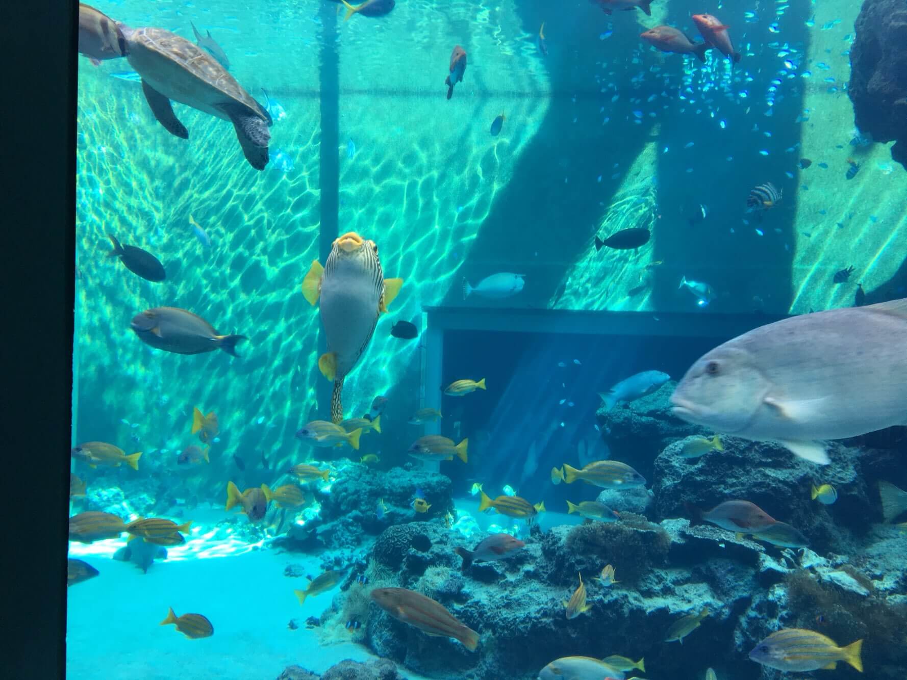 츄라우미 수족관