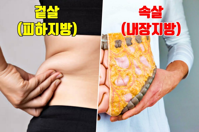 뱃살 내장지방 빼는법, 다이어트 건강 팁줌 매일꿀정보