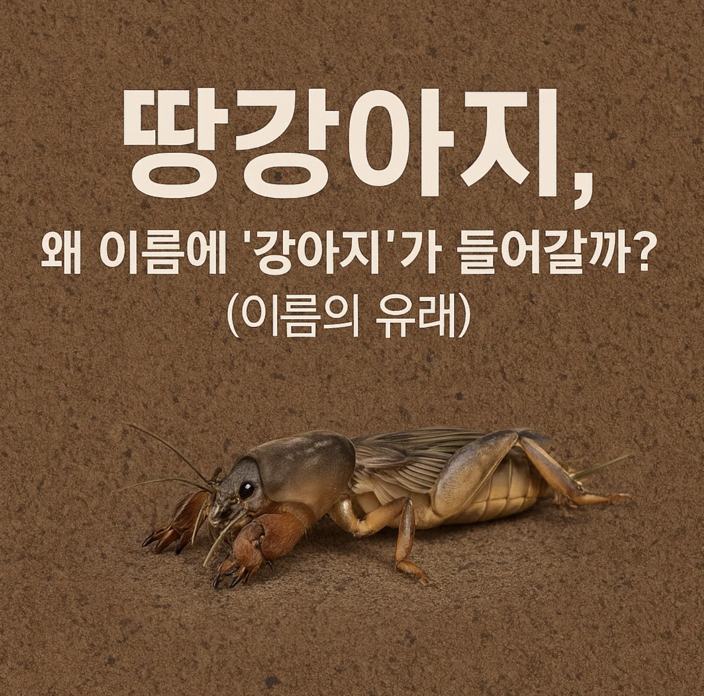 땅강아지, 왜 이름에 '강아지'가 들어갈까? (이름의 유래)