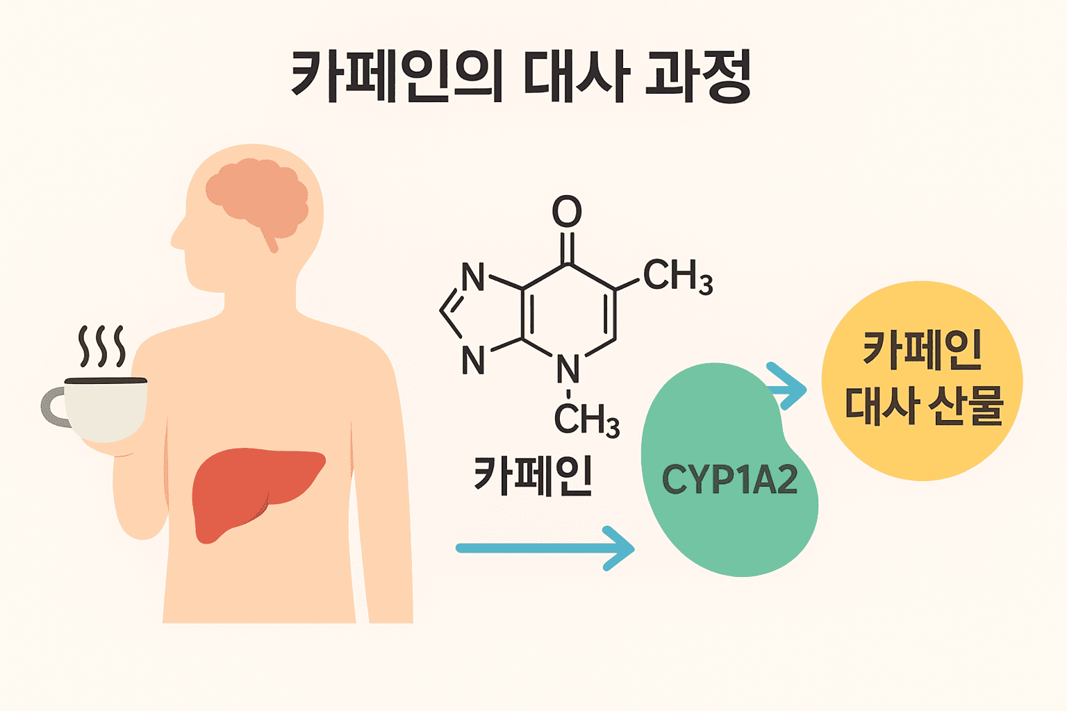 커피를 마시면 카페인이 인체 내에서 분해되는 과정을 보여주는 인포그래픽