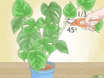 가지치기 요령 도구소독 새순유도 수형잡기 건강하게 키우기_10