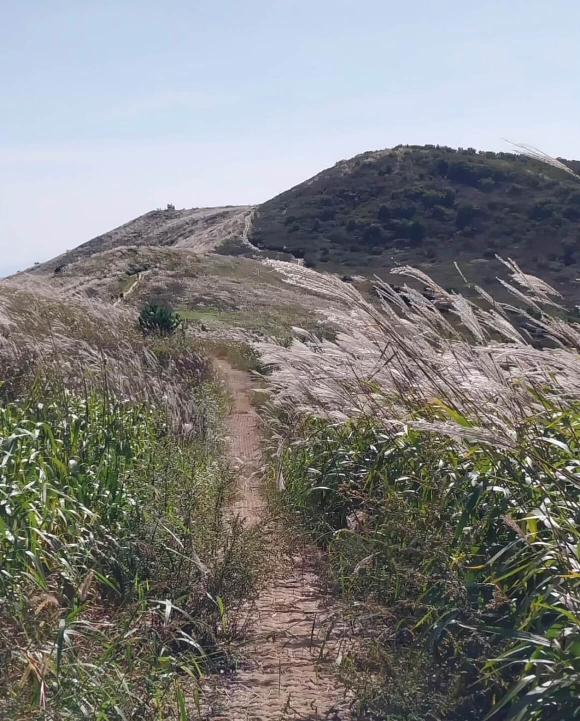 황매산 억새축제기간