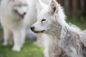 강아지/출처:어도비스톡