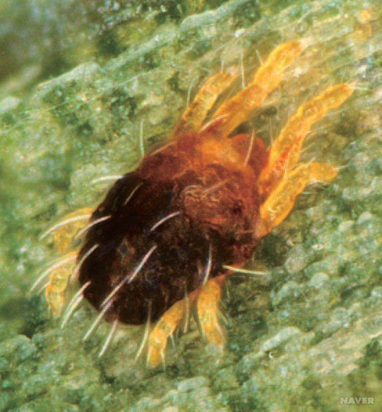 메타세쿼이아 응애4