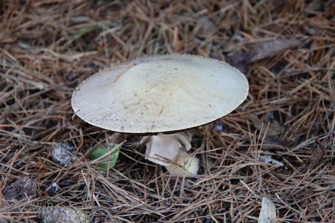 Identification