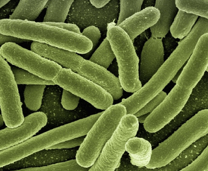 식중독-증상-지속기간-살모넬라균
