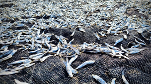 멸치효능&amp;#44;부작용