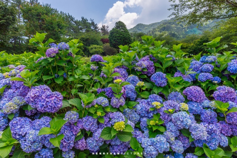 전국 수국축제 추천, 고성 만화방초 수국축제