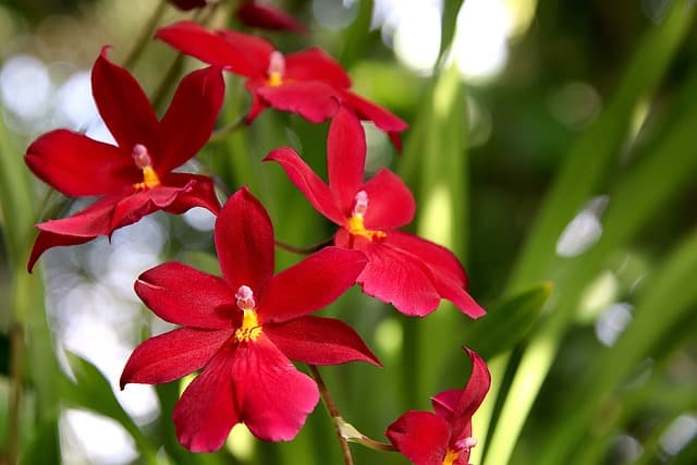 희귀 식물 전시회 준비: 최상의 컨디션 유지 비법