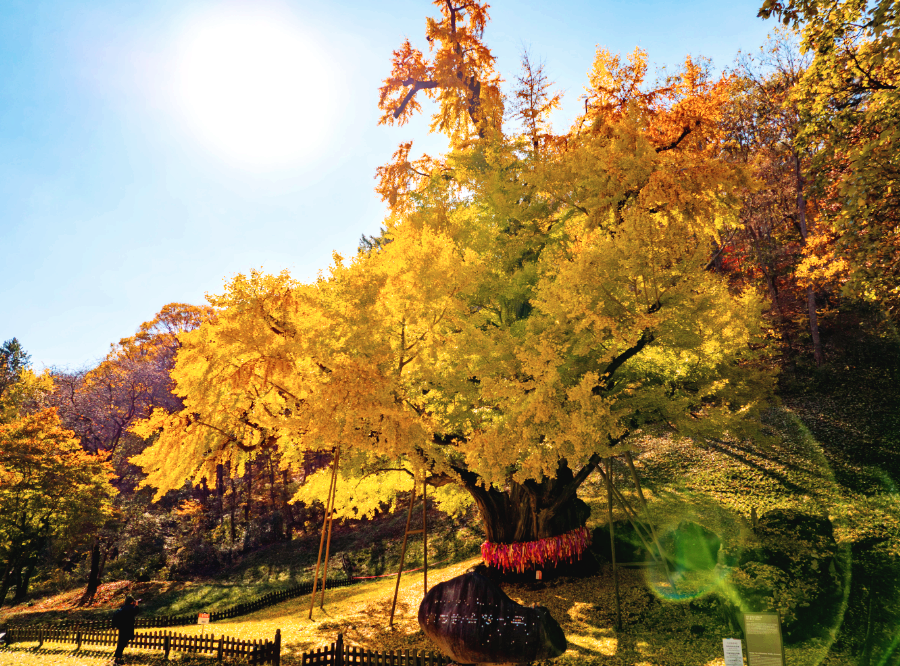 금산 보석사 은행나무