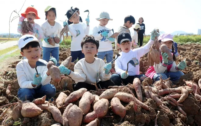 고구마캐는시기 딱 3가지 신호만 보세요 보관법까지 총정리로_2