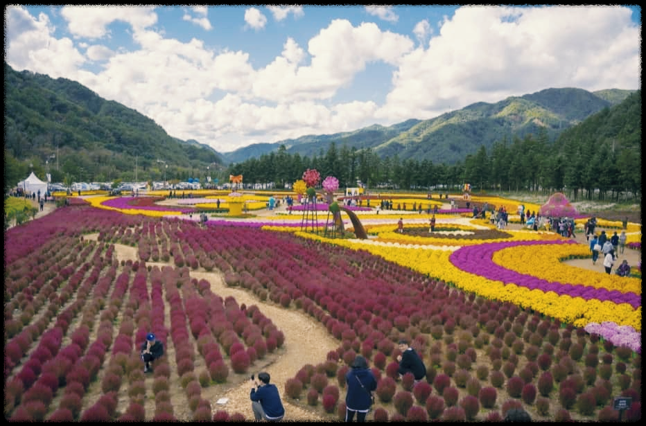 인제 가을꽃축제