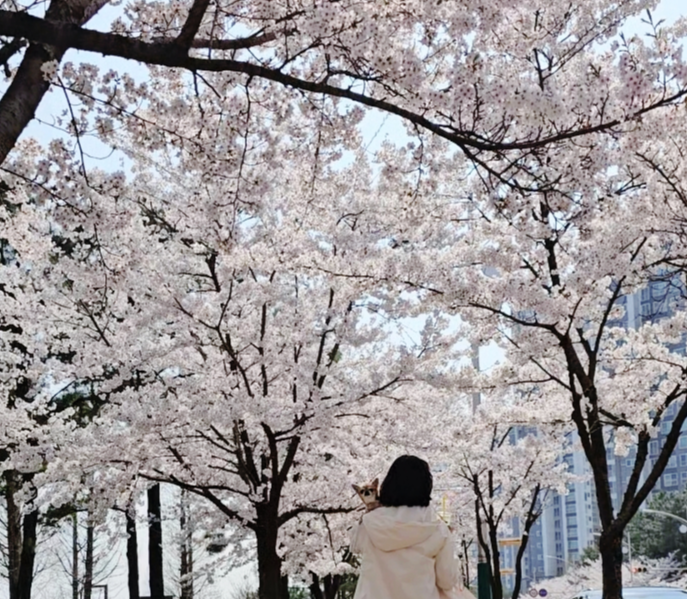 소래벚꽃