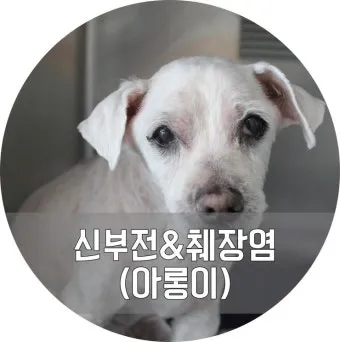 노령견 신부전2기 자연식 화식 레시피 건강식_21