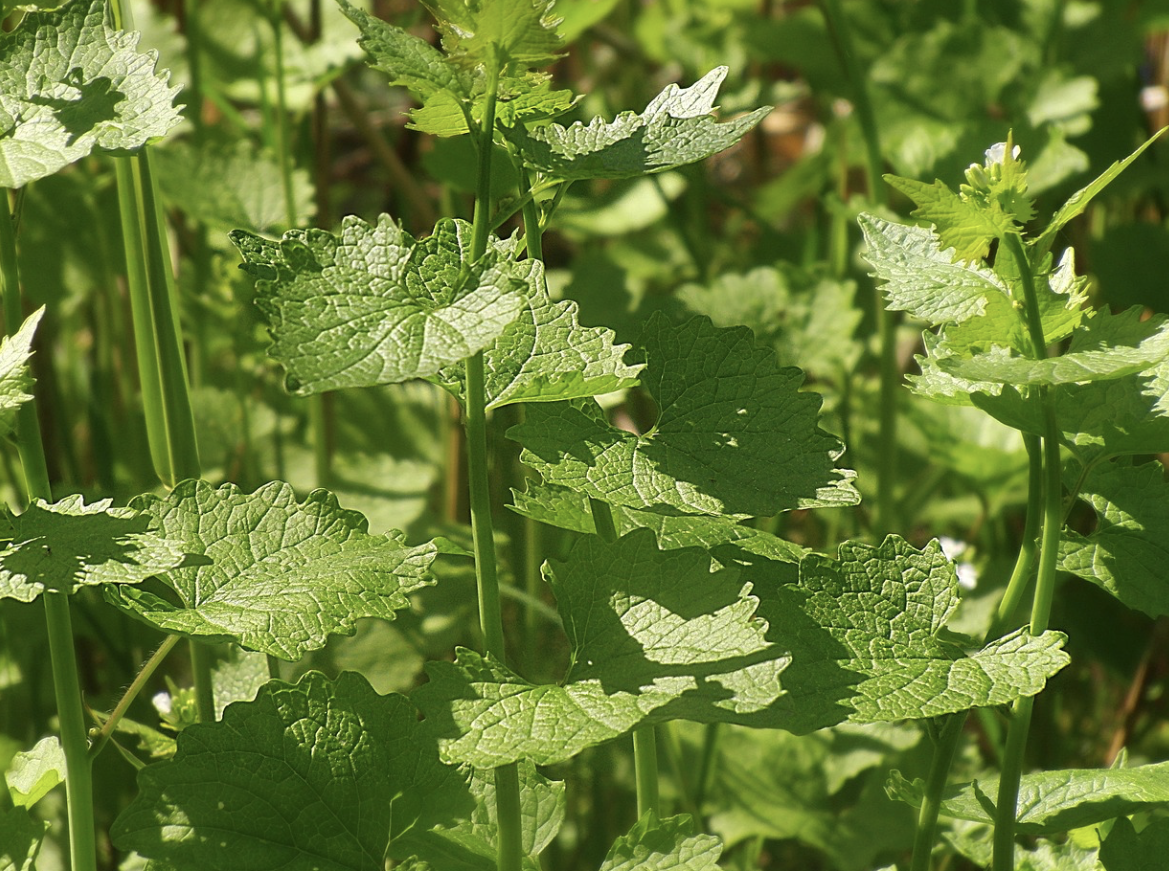 인류 최초의 약, 약초의 기원과 역사