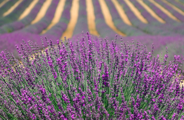 2025 퍼플섬 라벤더 축제