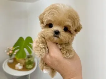 말티푸 단점 장점 성견 크기 분양가격_18