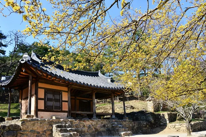 소쇄원 봄 앵두나무꽃 산수유 해당화 개화_2