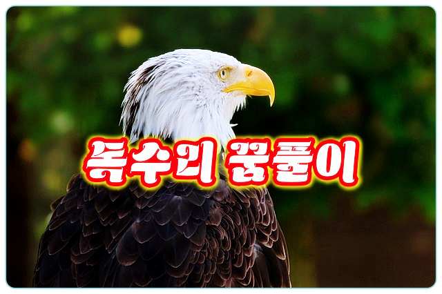 독수리꿈-무료-꿈-해몽-풀이-bald-eagle