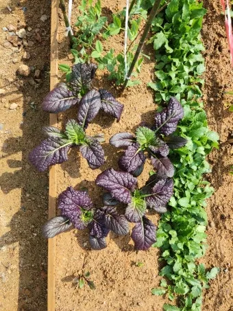 텃밭 가꾸기 모종 선택 파종 시기 물주기 비료 초보 가이드_12