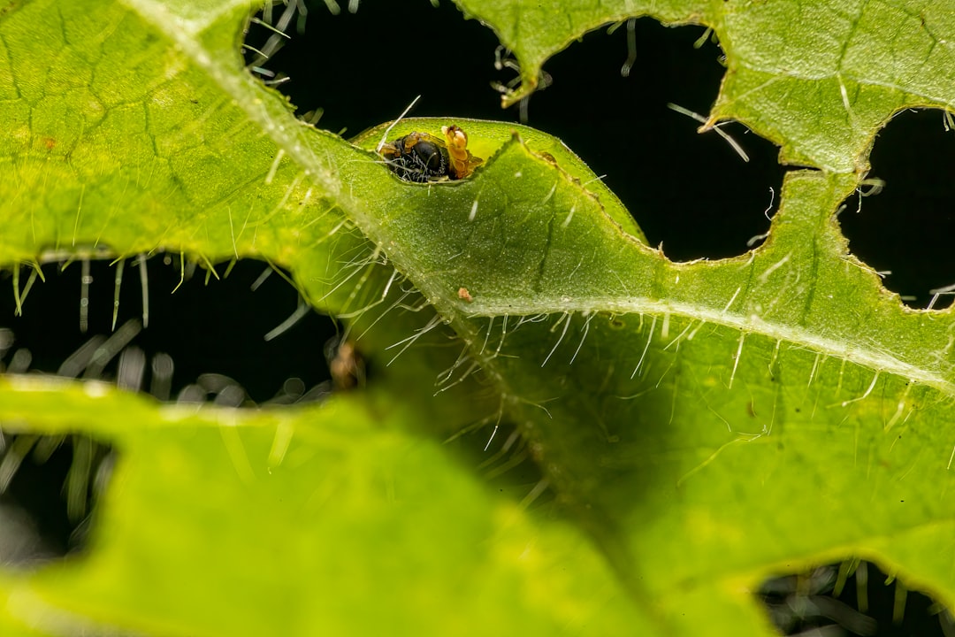 Aphids