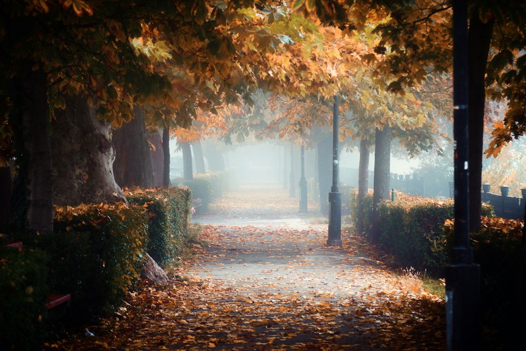 Autumn
