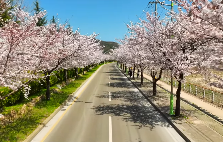 벗꽃 만개한 가로수길