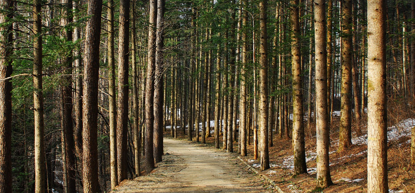 숲 자연나무 이미지