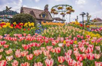 에버랜드 튤립축제 관련 이미지