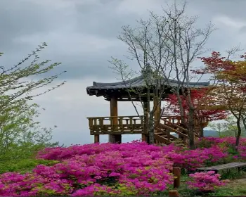 황매산 철쭉축제_18