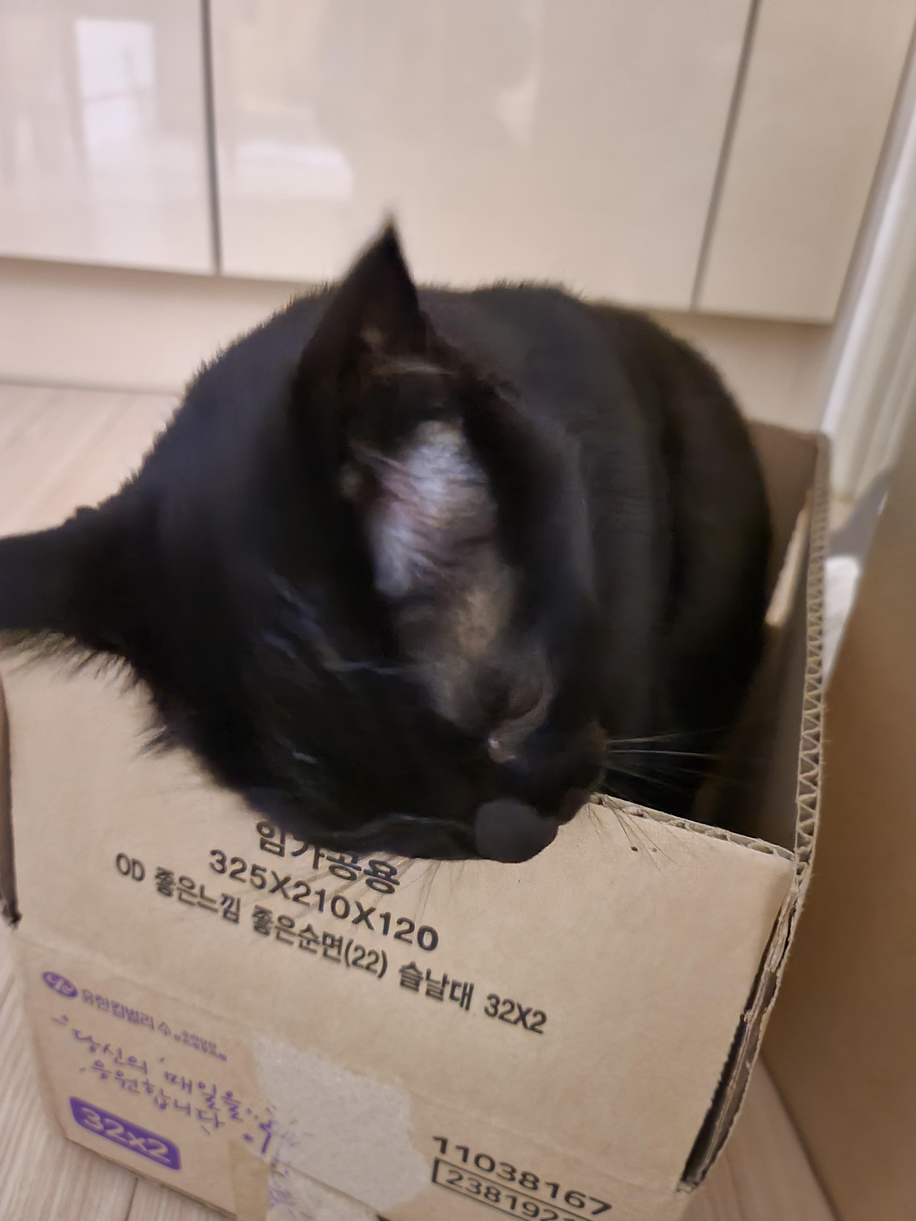 6일만에 엄마를 본 고양이들의 반응은?! 아홉고양이들의 반응.