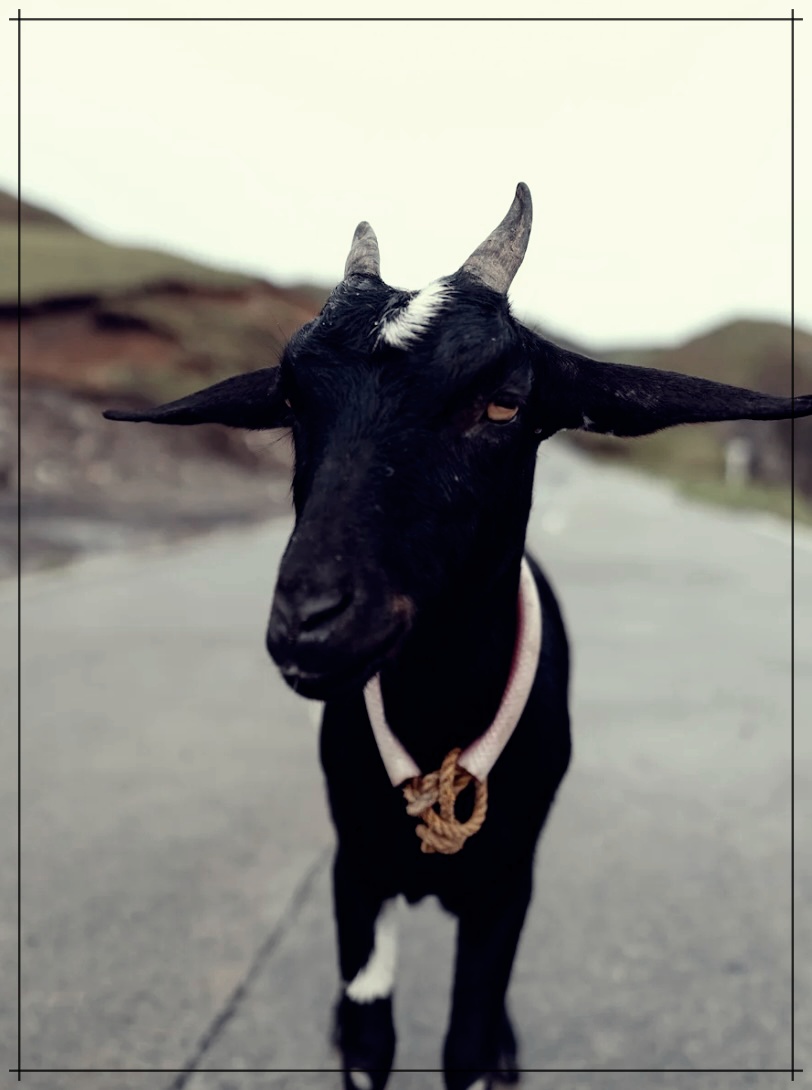 염소즙의 효능과 이점 그리고, 부작용 총정리.