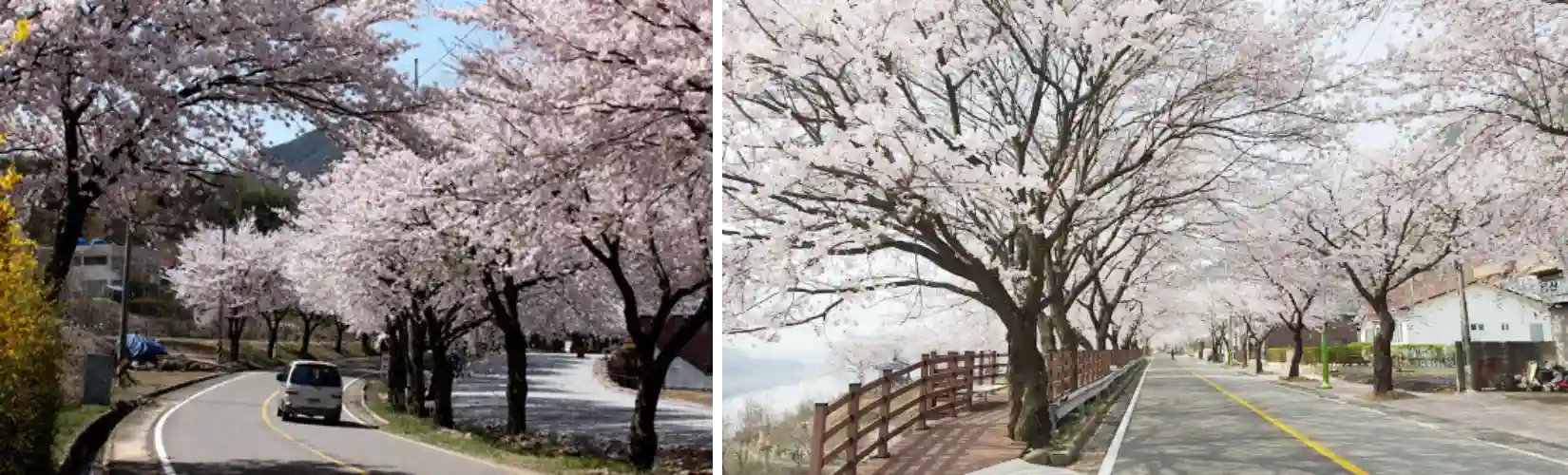 합천호 백리 벚꽃 길 사진
