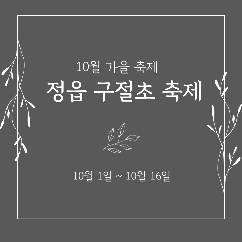 정읍-구절초-축제-썸네일-이미지