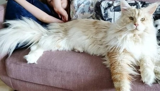 메인쿤고양이와-여성