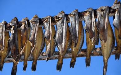 현지인들이 말리고 있는 생선