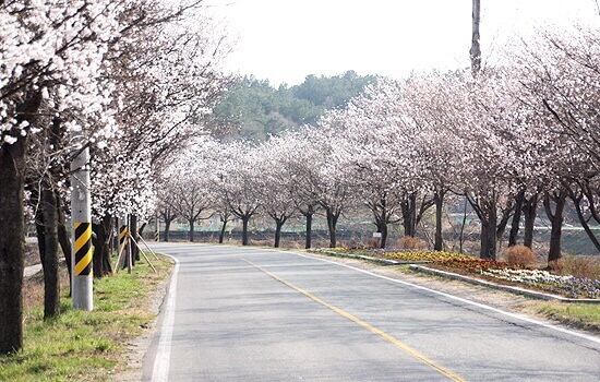 계룡산 벚꽃 명소
