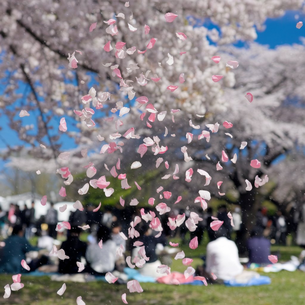 벚꽃축제 일러스트