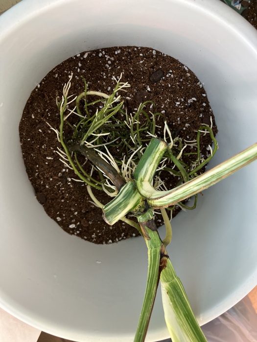 흙을 채우는 중간 식재 장면