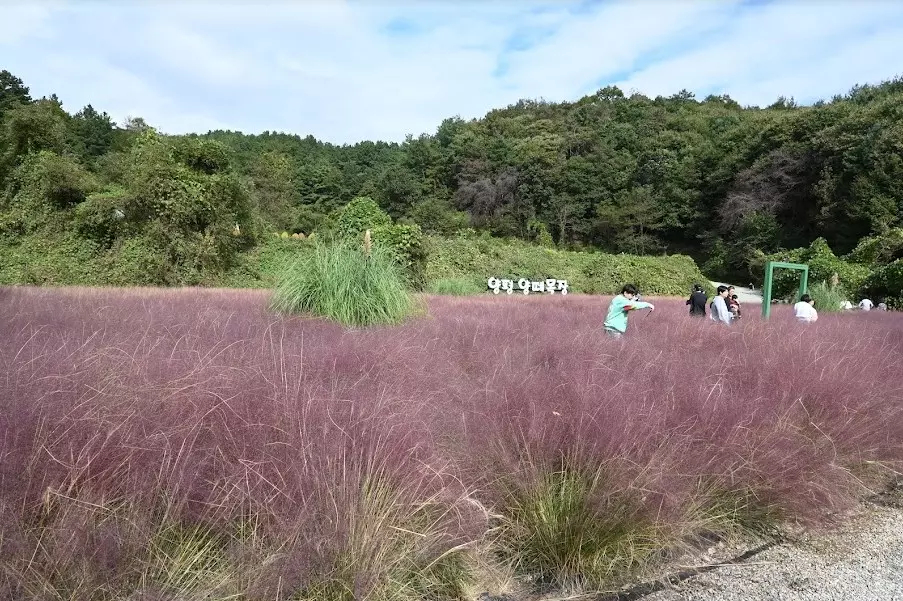 양평 아이들하고 가볼만한 양평양떼목장 사진 23