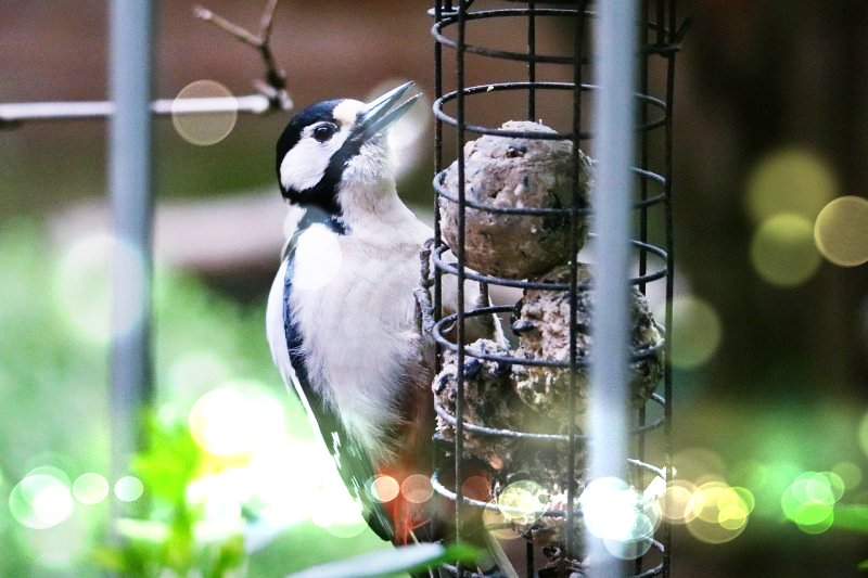 무언가에 집중하고있는 딱다구리