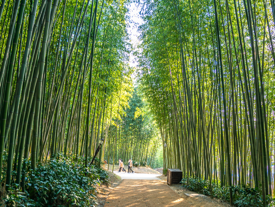 담양 여행 1박2일 코스