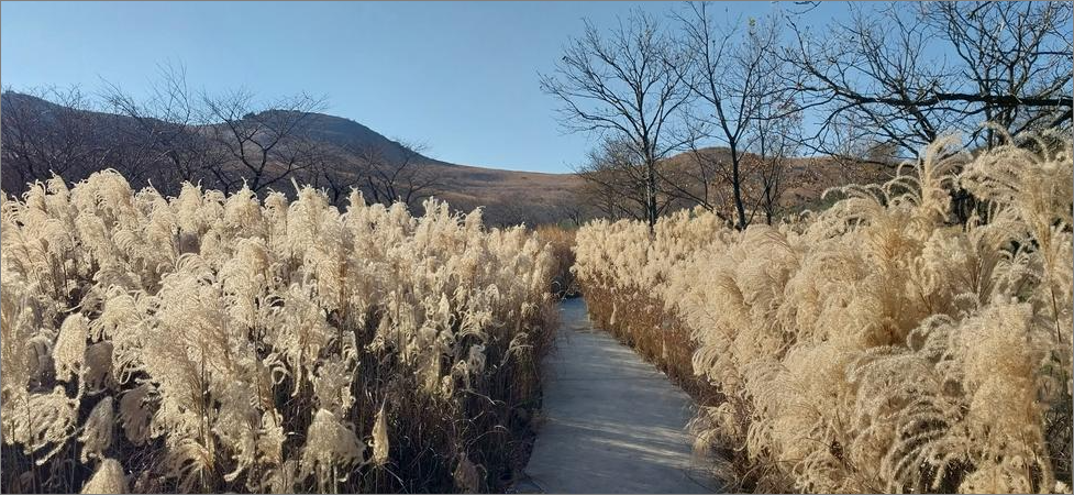 황매산 갈대 평야