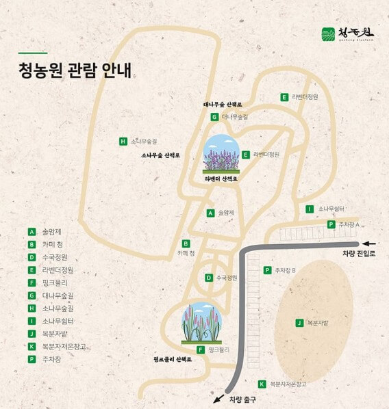 2025 고창 청농원 라벤더 축제: 보랏 빛 힐링의 계절이 돌아왔다!