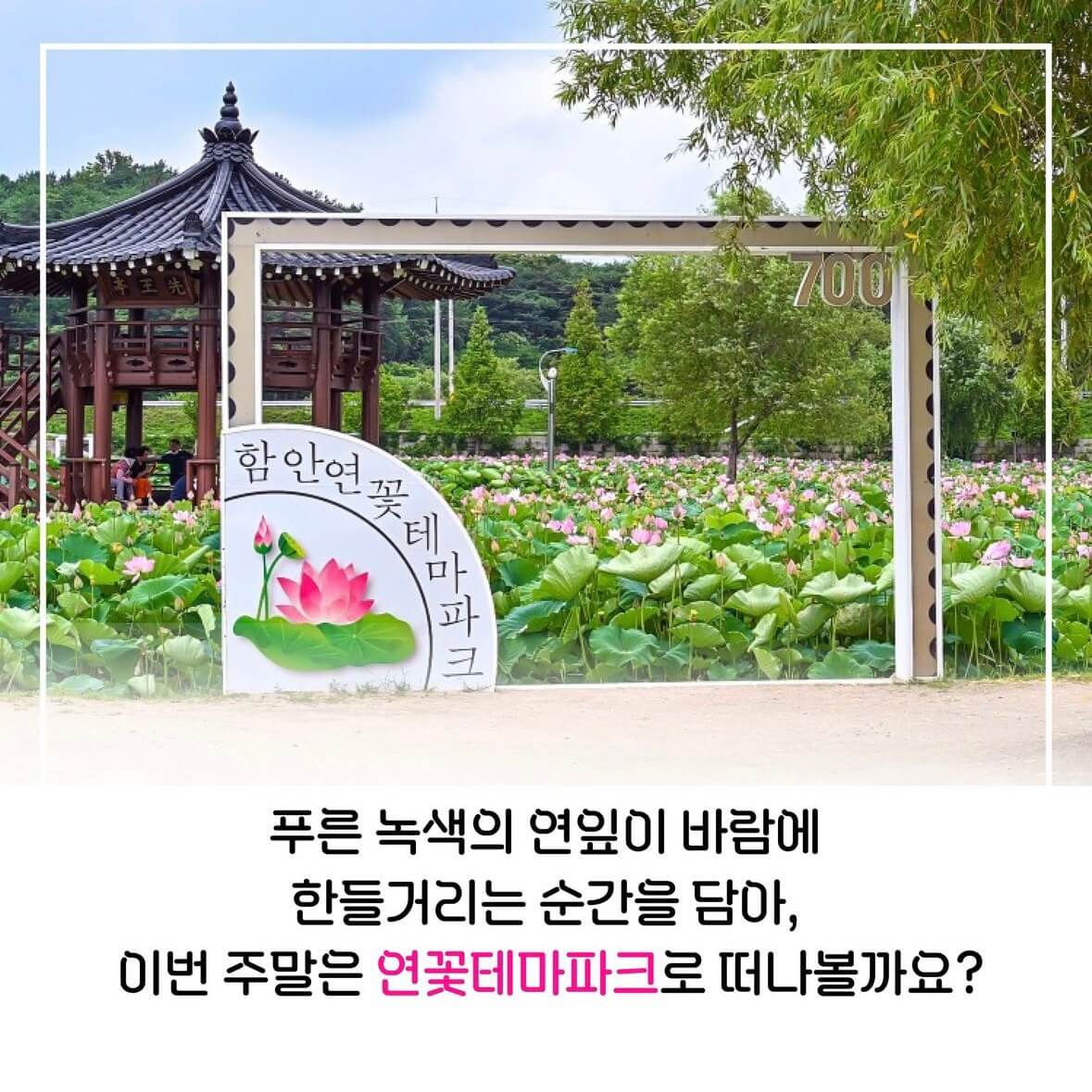 함안연꽃축제기간