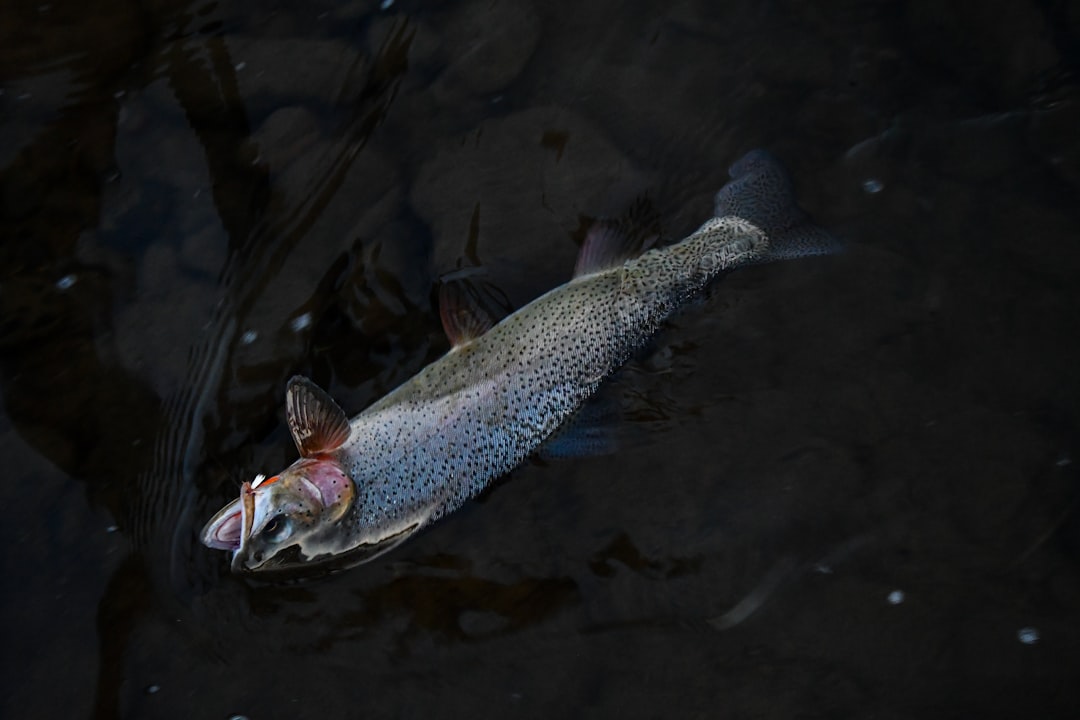 trout